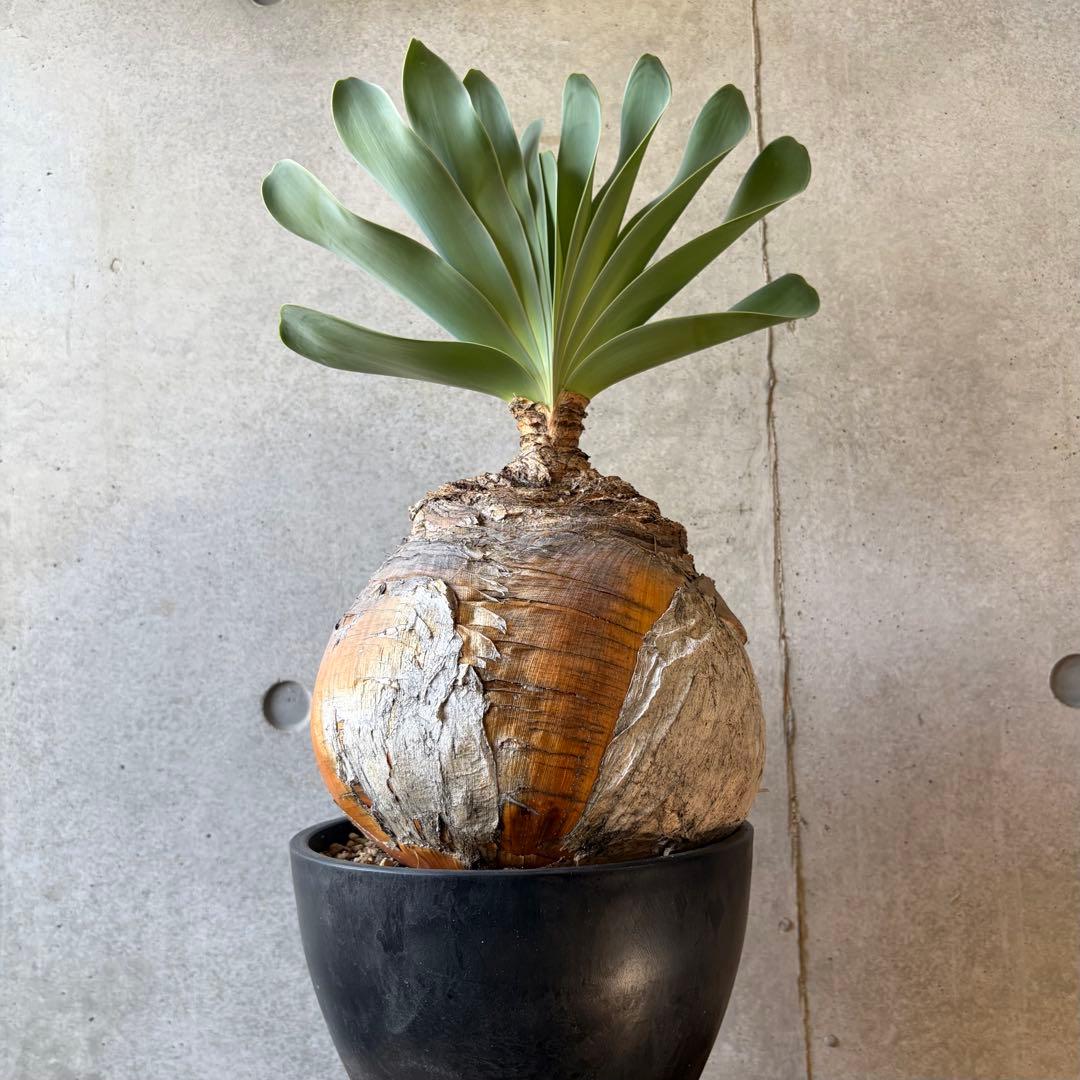 ブーファン ハエマンソイデス 発根済み 現地球株