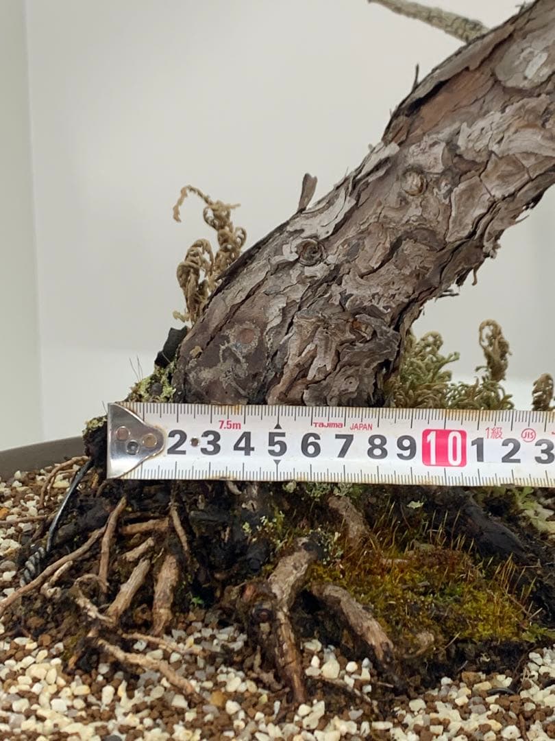 即鑑賞　枝振り豊かな五葉松　樹高約68cm（検索/赤松黒松真柏模様木小品盆栽）