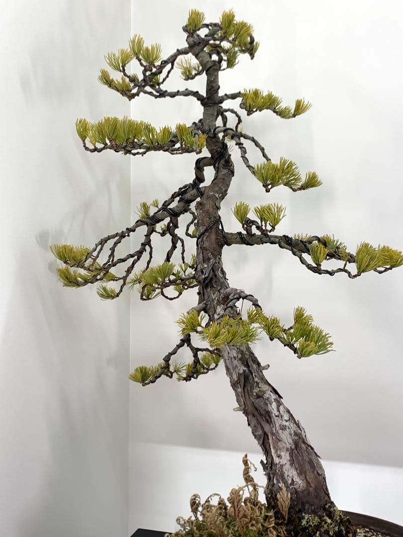 即鑑賞　枝振り豊かな五葉松　樹高約68cm（検索/赤松黒松真柏模様木小品盆栽）