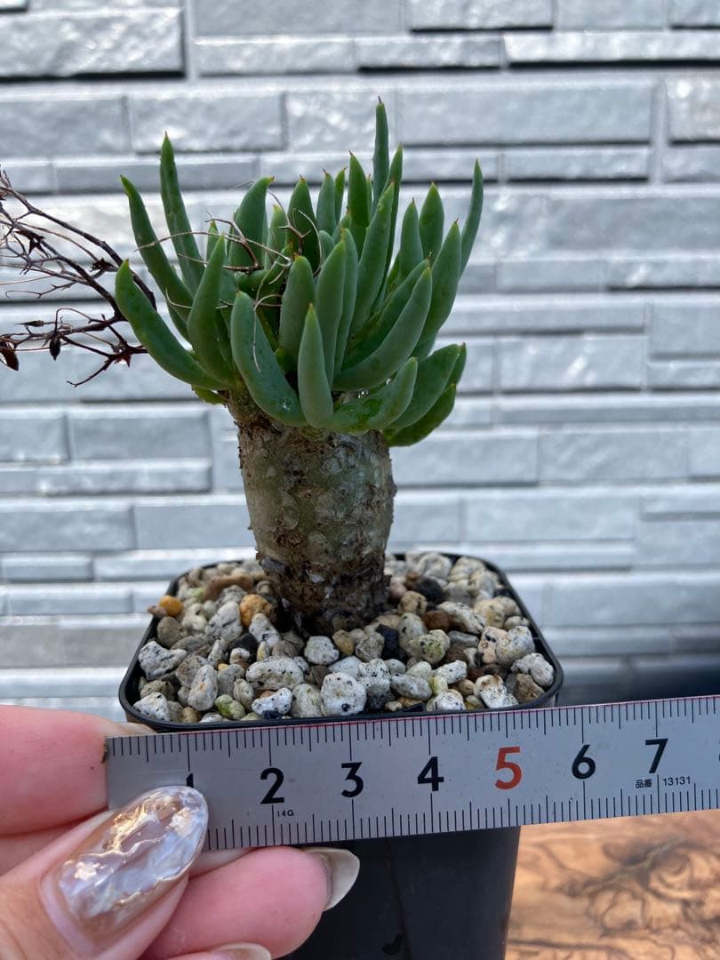 チレコドン　レティキュラータス　万物想　実生苗　開花株