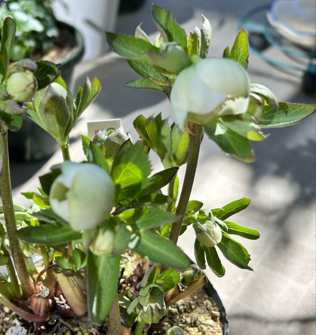 クリスマスローズ　株分け　大木ナーセリー　デュメ系　ss カップ咲き