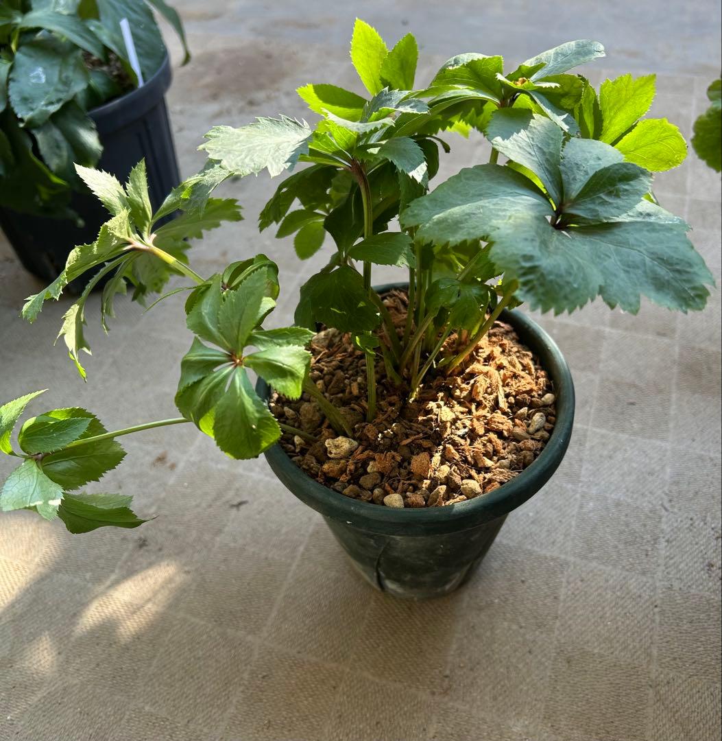 クリスマスローズ　株分け　大木ナーセリー　デュメ系　ss カップ咲き