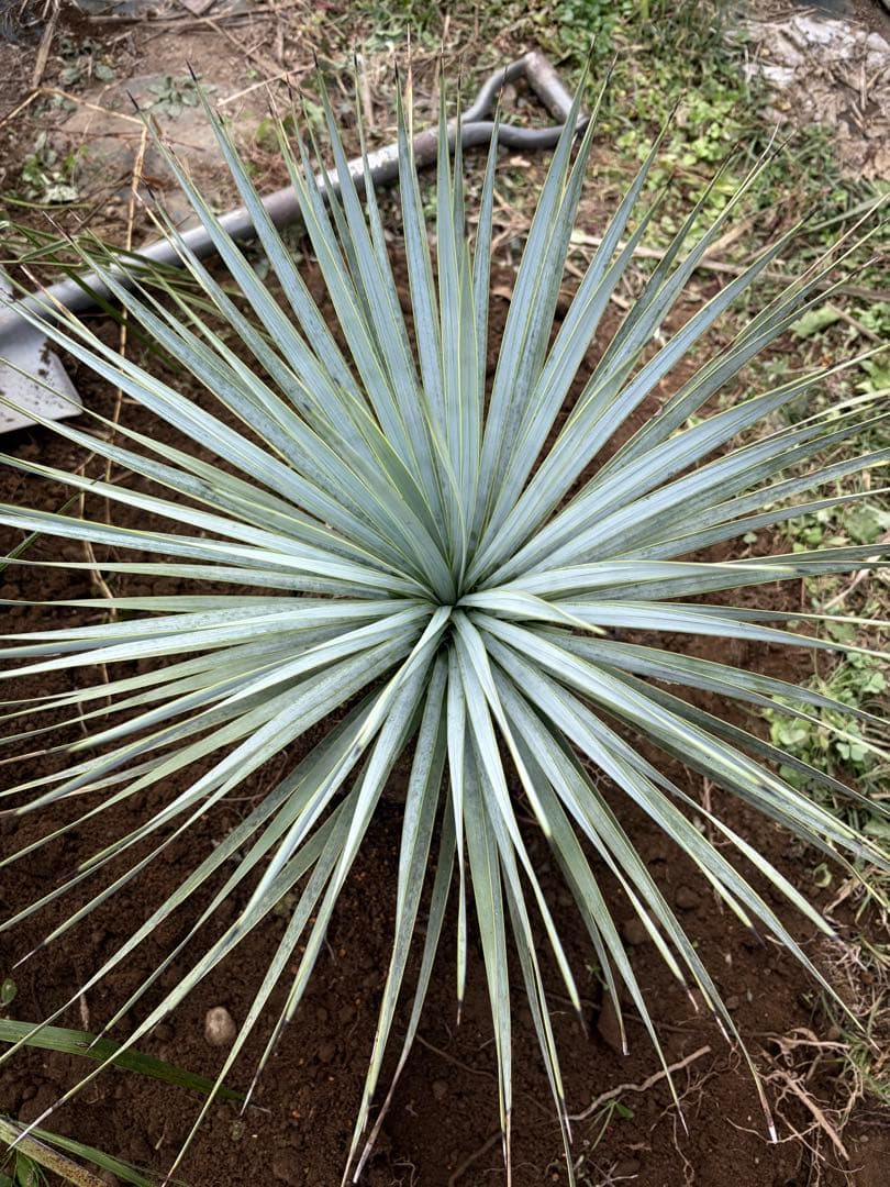 耐寒性ユッカロストラータ青白ハイブリッド◇ドライガーデン多肉サボテン島アガベ南国