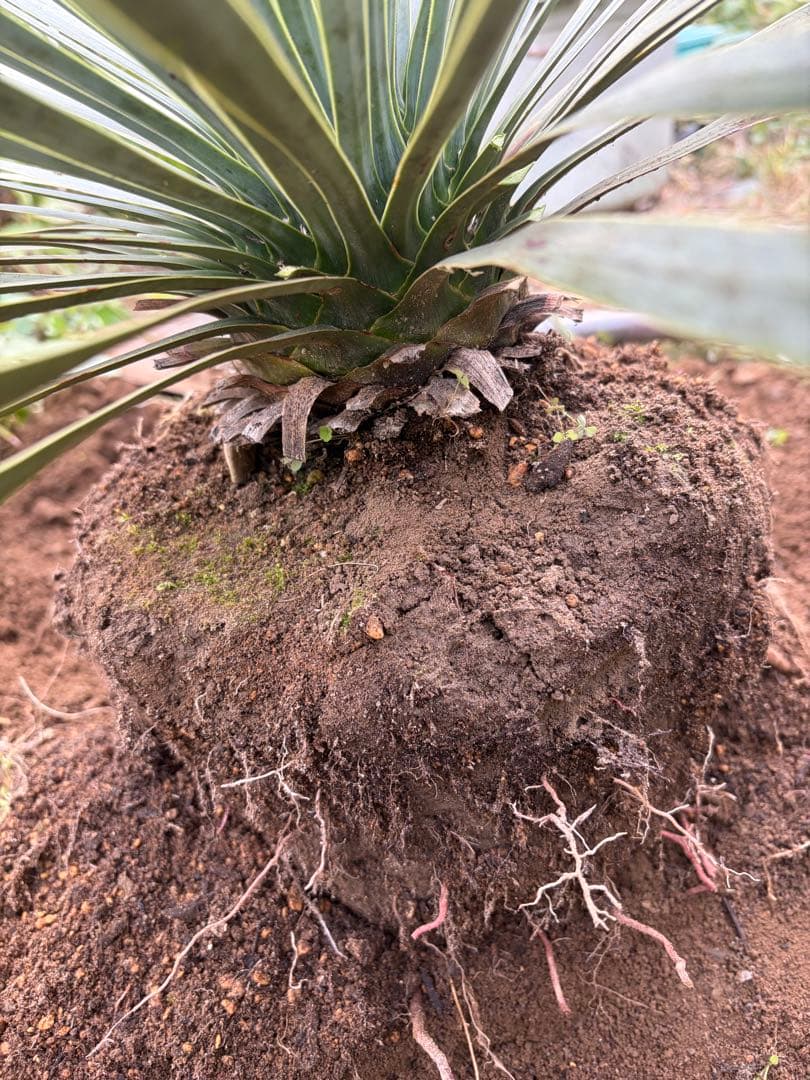 耐寒性ユッカロストラータ青白ハイブリッド◇ドライガーデン多肉サボテン島アガベ南国