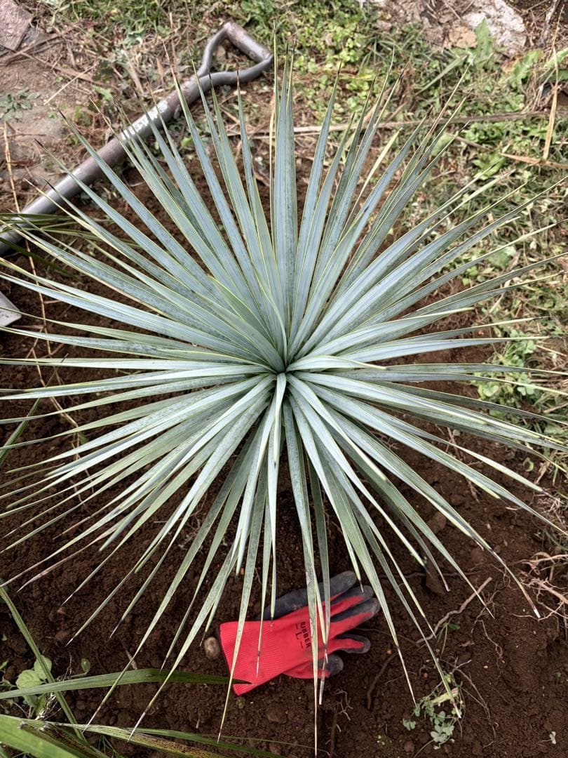 耐寒性ユッカロストラータ青白ハイブリッド◇ドライガーデン多肉サボテン島アガベ南国