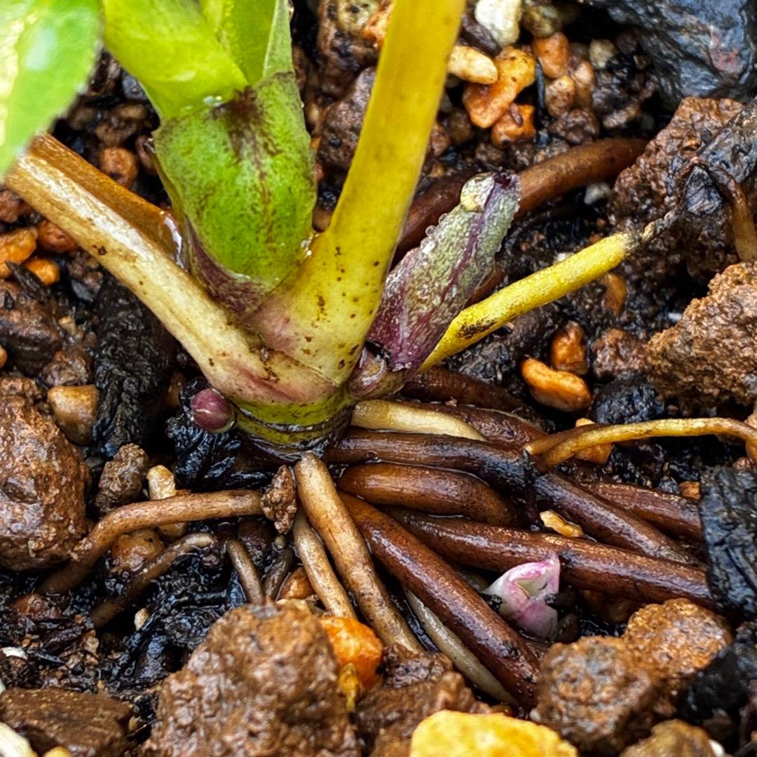 ば*な様 3514☘️蕾花タグ付☘️超小〜小輪⭐️放射状ストライプ柄⭐️超コンパ