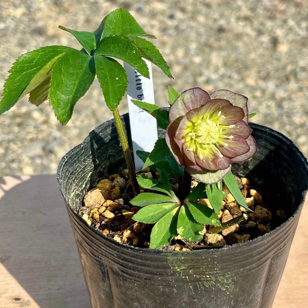 ば*な様 3514☘️蕾花タグ付☘️超小〜小輪⭐️放射状ストライプ柄⭐️超コンパ